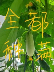国产免费很黄很刺激